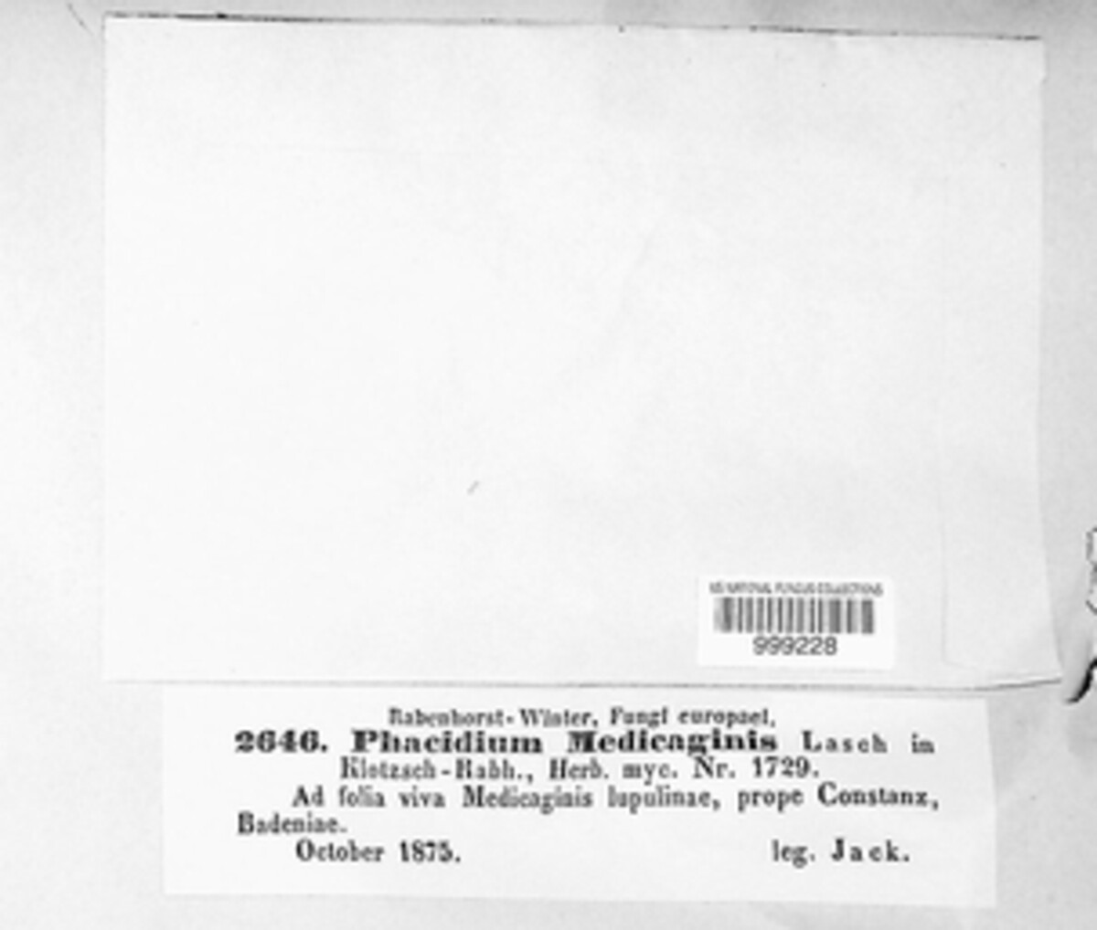 Phacidium medicaginis image